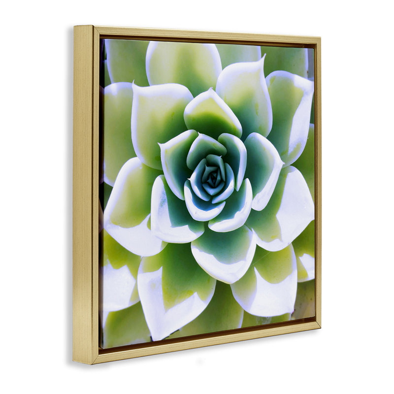 Vert, plante grasse, gros plan, Or, H 18 po x l 18 po