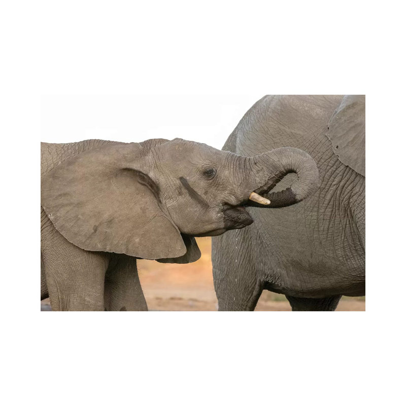 Africa, Botswana, Senyati Safari Camp Elephants At Waterhole by Jaynes Gallery - Wrapped Canvas Print