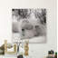 «Hudson Bay Bear», photographie-329774925-329774931