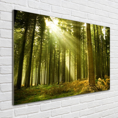 A Pine Forest - No Frame Print on Glass