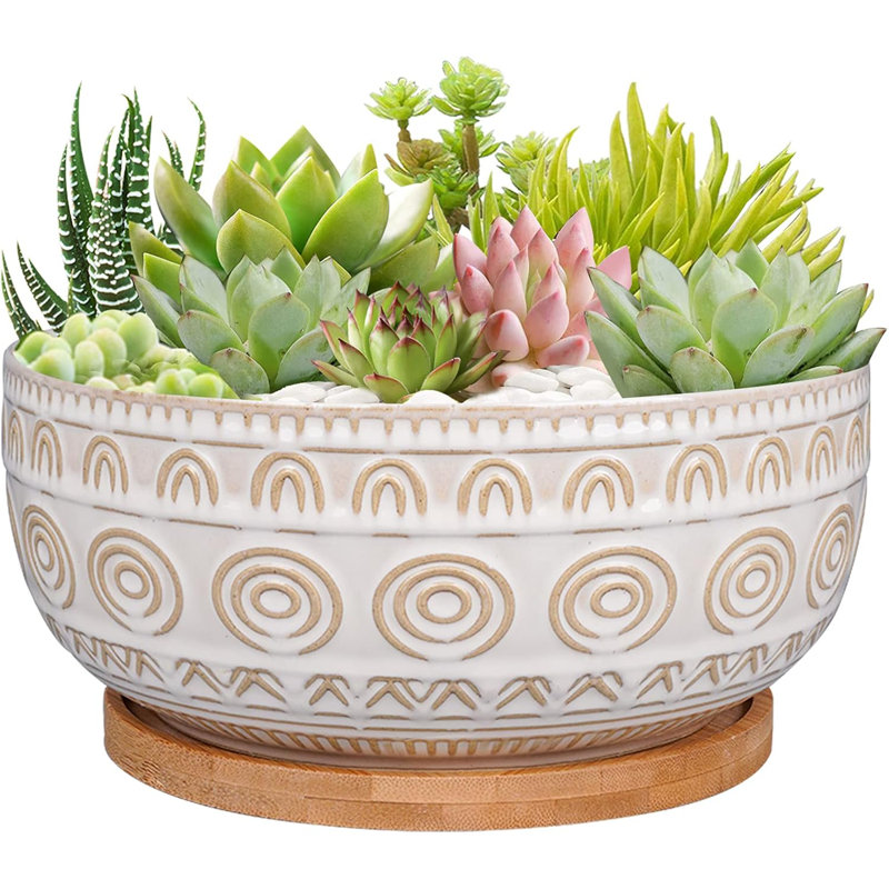 Jardinière succulente en céramique blanche 8 "avec drainage et soucoupe