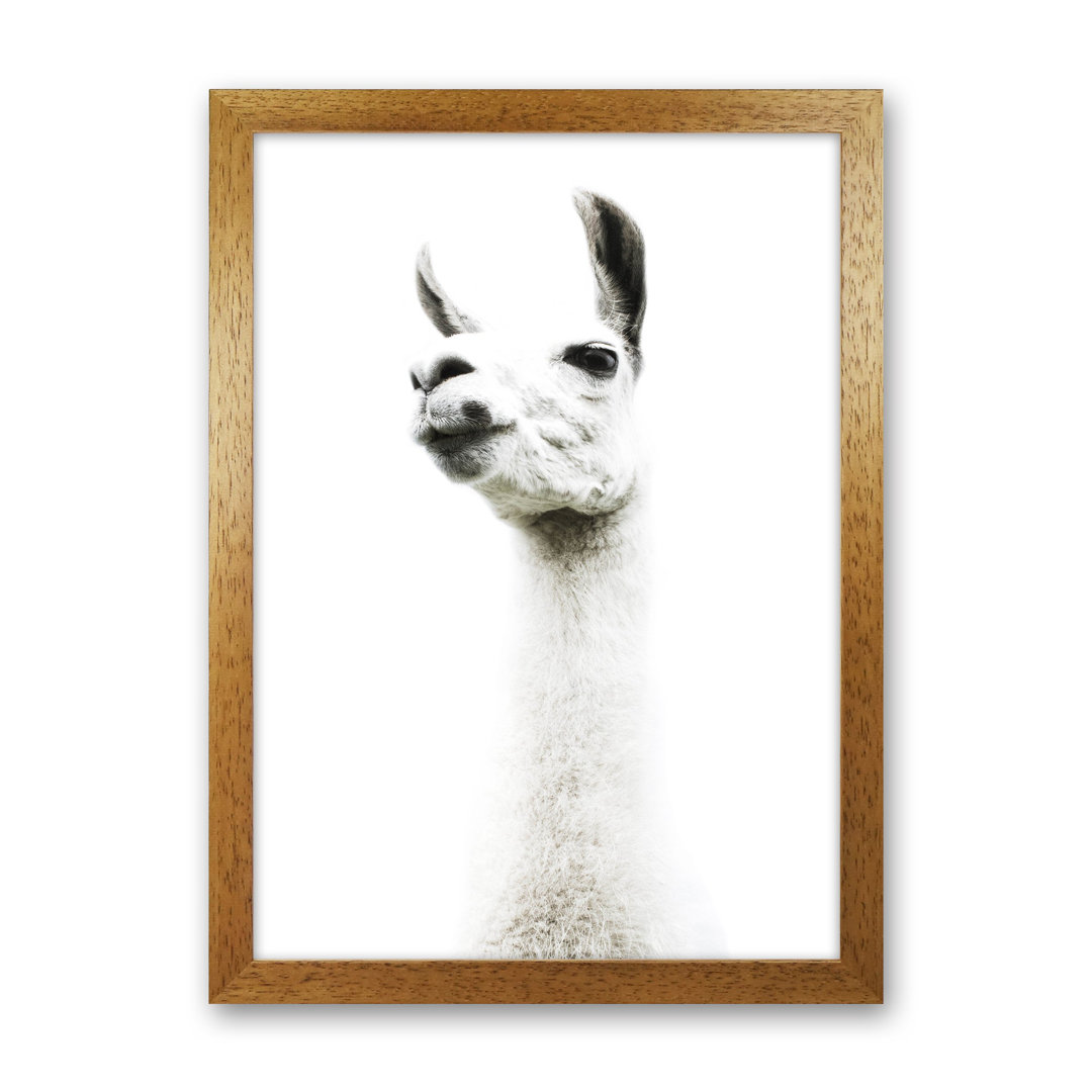 Llama II by Victoria Frost - Photograph Print