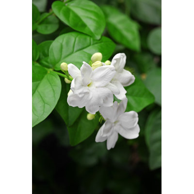" Jasmine Tea Flower "