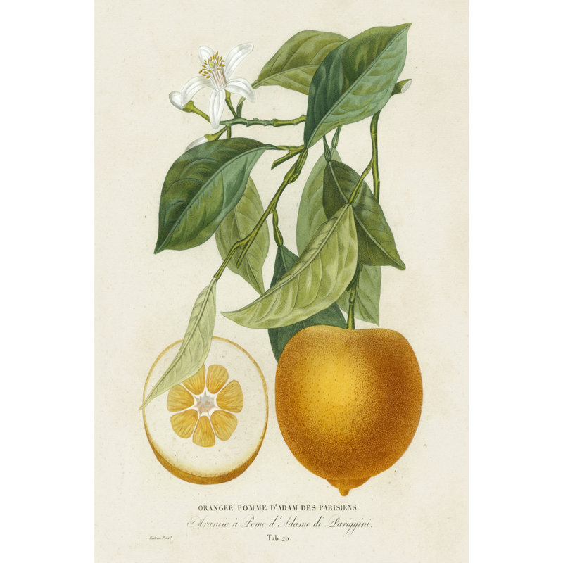 French Orange Botanical I by A. Risso - Wrapped Canvas Painting, 46cm H x 30cm W x 3.8cm D