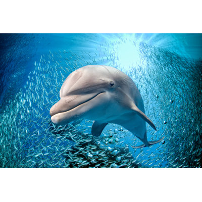 Dauphin sous l'eau sur fond bleu océan - Photographie sur toile tendue