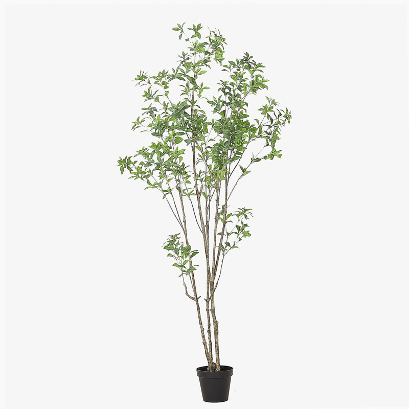 ARBRE À PIERIS 240CMTIFTIFS, H 94,5 po x l 47 po