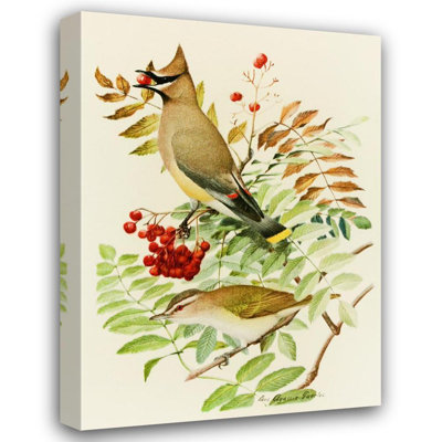 "Cedar Waxwing, Red-Eyed Vireo" by  Louis Agassiz Fuertes - Gallery Wrap Canvas Wall Art