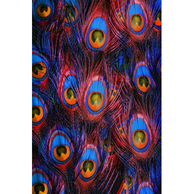 Colourful Peacock Feathers - Wrapped Canvas Print