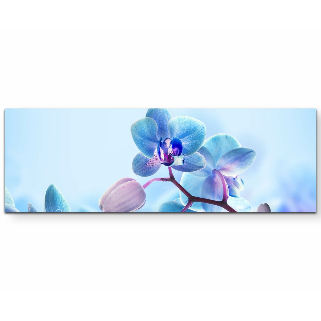 Leinwandbild Nahaufnahme einer Blaue Orchidee