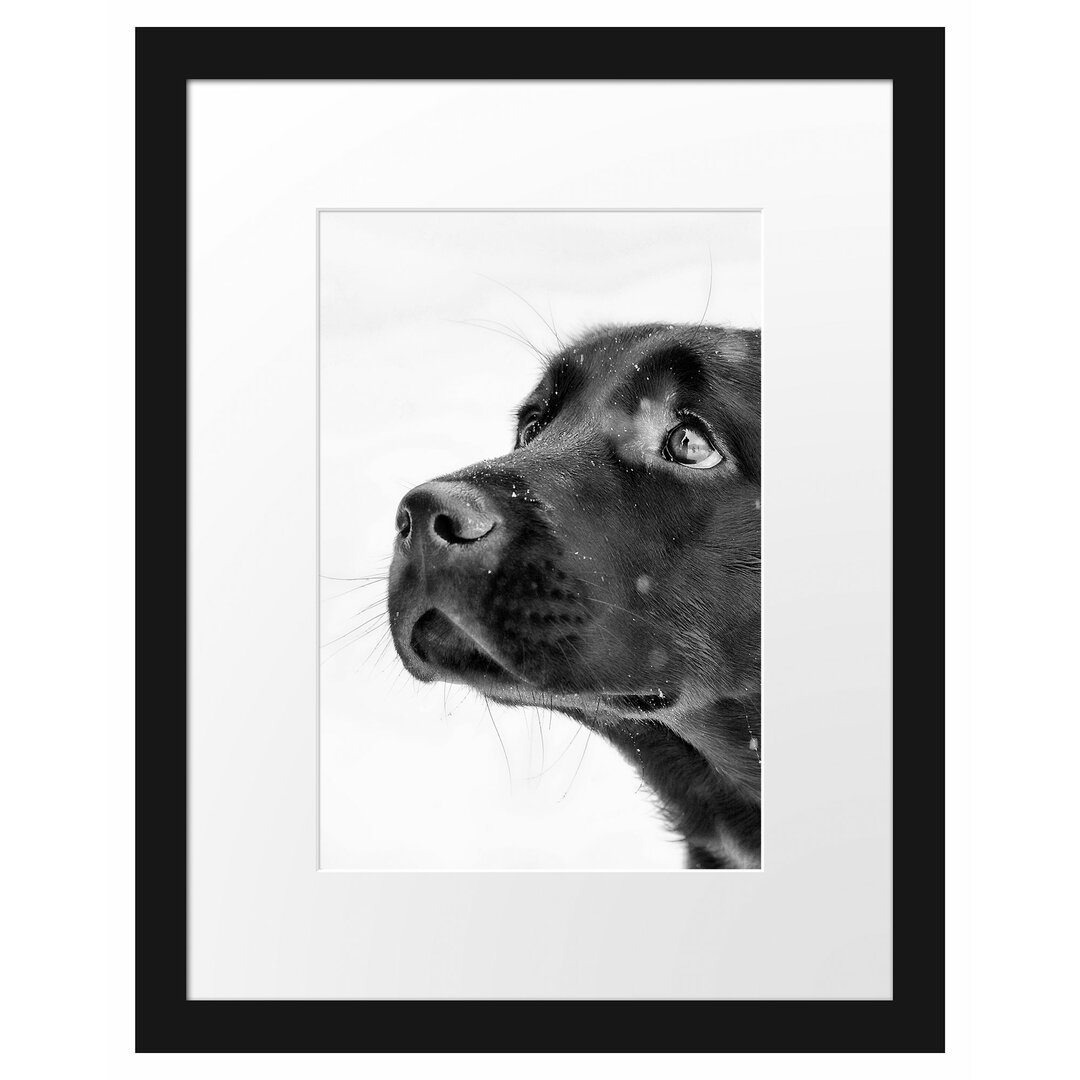 Schwarzer Labrador im Schnee Gerahmter Fotokunstdruck Poster