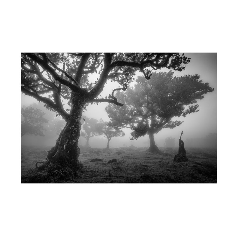Istvan Nagy Tree Study 1 Canvas Art, H 12 po x l 19 po