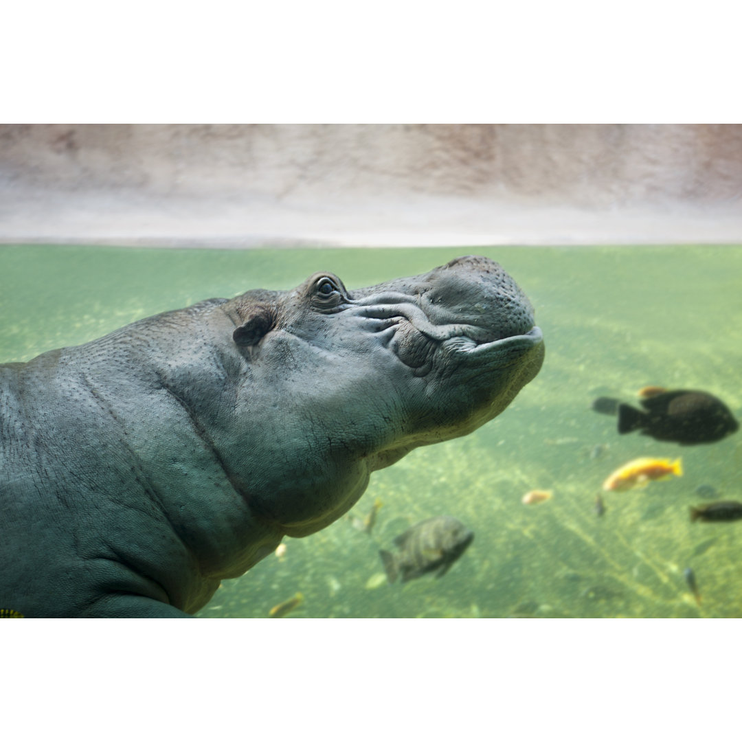 Hippopotamus von Sportstock - Leinwandbild