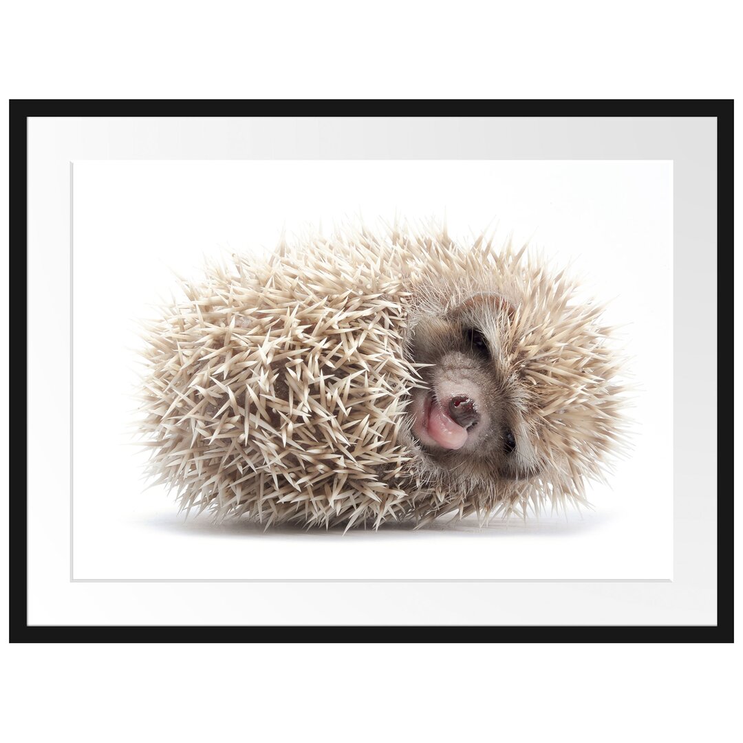 Gerahmtes Poster Kleiner niedlicher Baby Igel