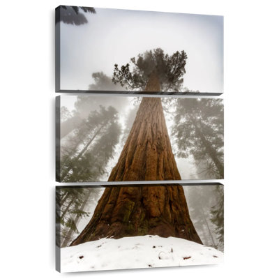 Arbre rouge Harnek Sequoia