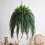 Hanging 50'' Faux Fern Plant in Planter