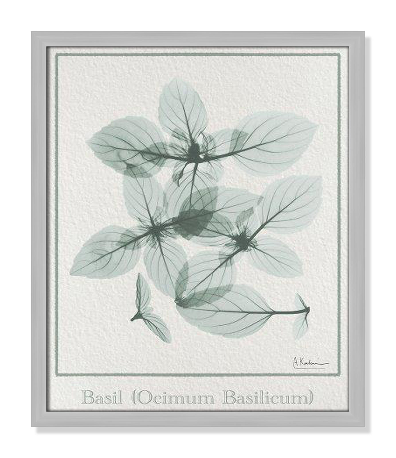 Basil Ocimum Basicicum Framed On Paper by Albert Koetsier Print, Matte Silver Framed Paper, 19" H x 16" W x 1.25" D