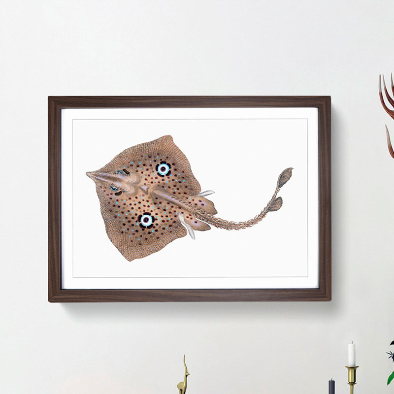 Brown Ray by Edward Donovan - Picture Frame Painting Print, 36cm H x 48cm W x 2cm D, Walnut Framed
