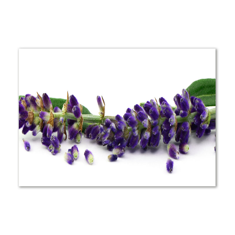 Lavender - Wrapped Canvas Print