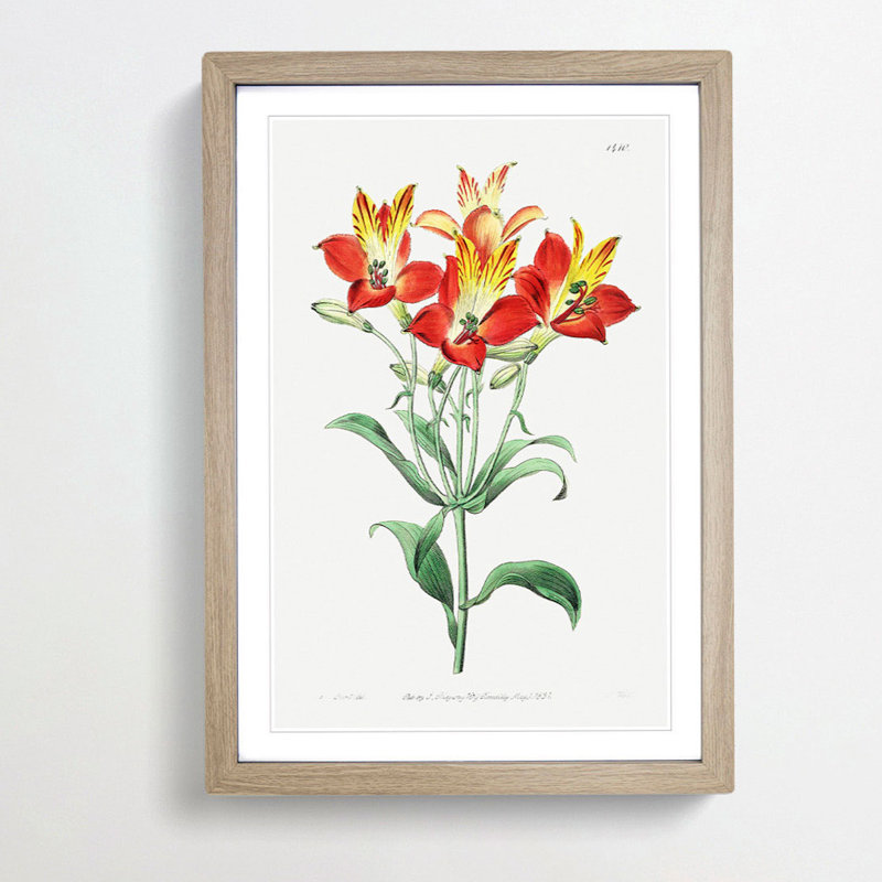 Red Peruvian Lily Flowers - Picture Frame Painting Print, 36cm H x 27cm W x 2cm D, Oak Framed