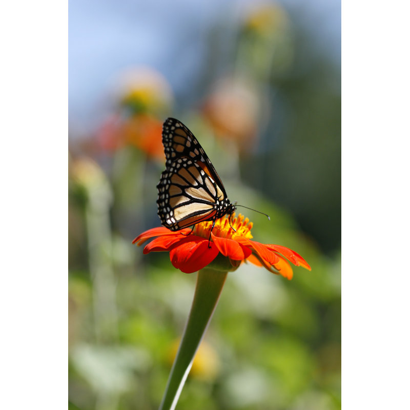 Monarch Butterfly - Wrapped Canvas Print, 46cm H x 30cm W x 3.8cm D