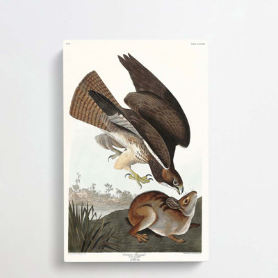 Common Buzzard & Rabbit by John Audubon - Wrapped Canvas Painting