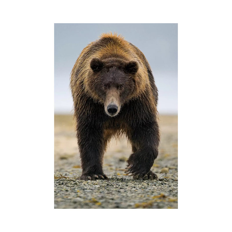Brown Bear, Katmai, Alaska by Jaymi Heimbuch - Wrapped Canvas Print, 20.32 cm H x 30.48 cm W