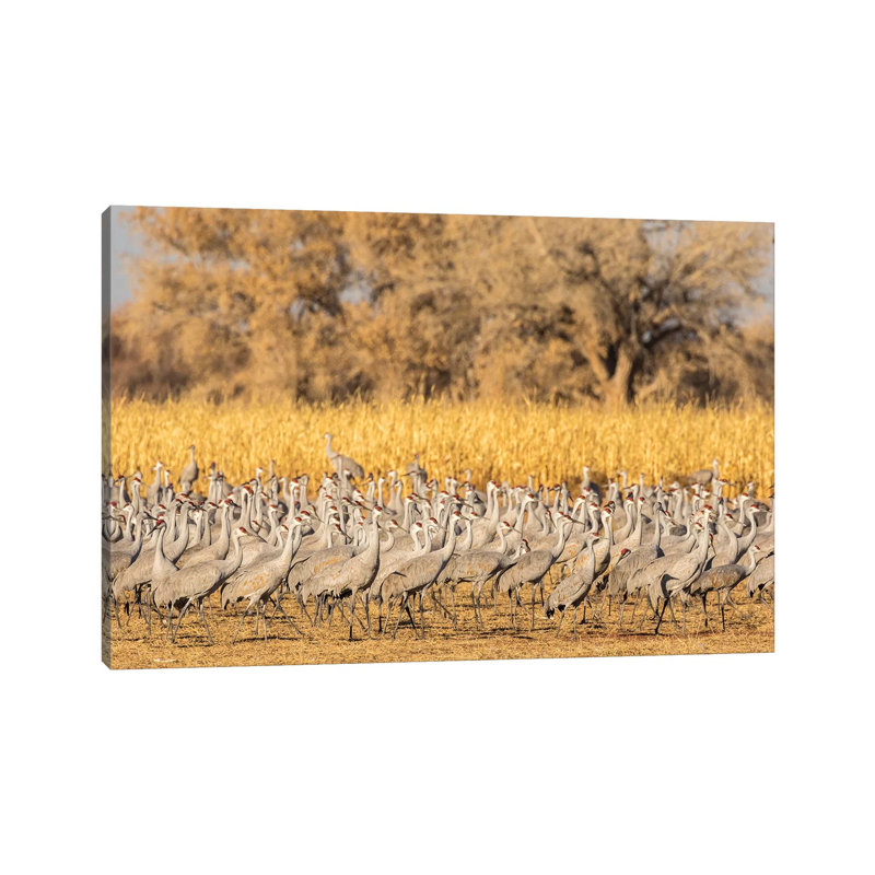 USA, New Mexico, Ladd S. Gordon Waterfowl Complex. Flock Of Sandhill Cranes. by Jaynes Gallery - Wrapped Canvas Print