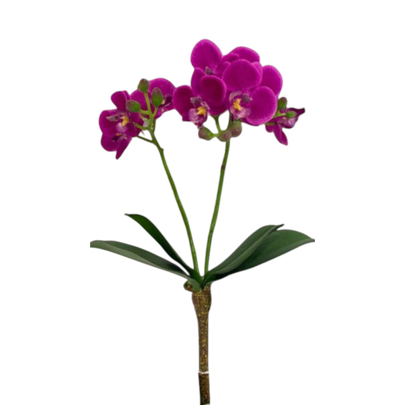 Phalaenopsis 16 po - 3 paquets