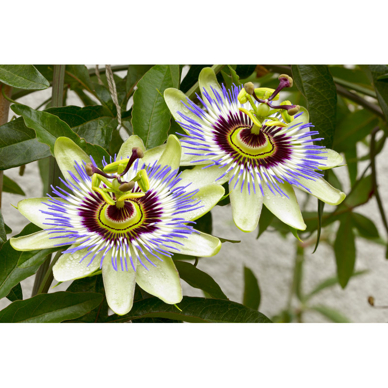 Passion Flower - Wrapped Canvas Print, 30cm H x 46cm W x 3.8cm D