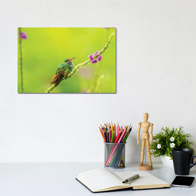 Costa Rica, Arenal. Rufous-Tailed Hummingbird and Vervain Flower. 1 Piece Wrapped Canvas Wall Art