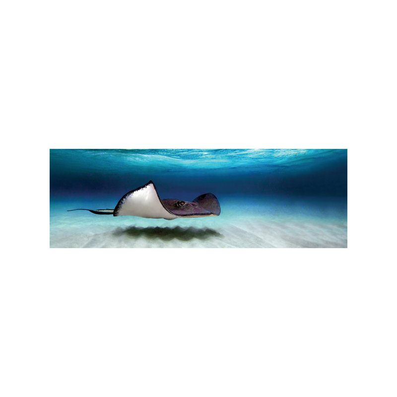 Southern Stingray, North Sound, Grand Cayman, Cayman Islands - Wrapped Canvas Panoramic Print