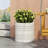 MGO PLANTER