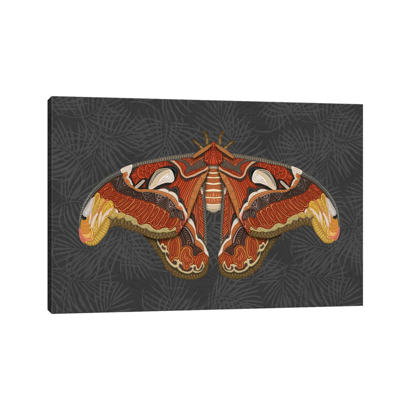 Atlas Moth - Dark by Angelika Parker - Wrapped Canvas Print, 101.6 cm H x 66.04 cm W x 3.175 cm D