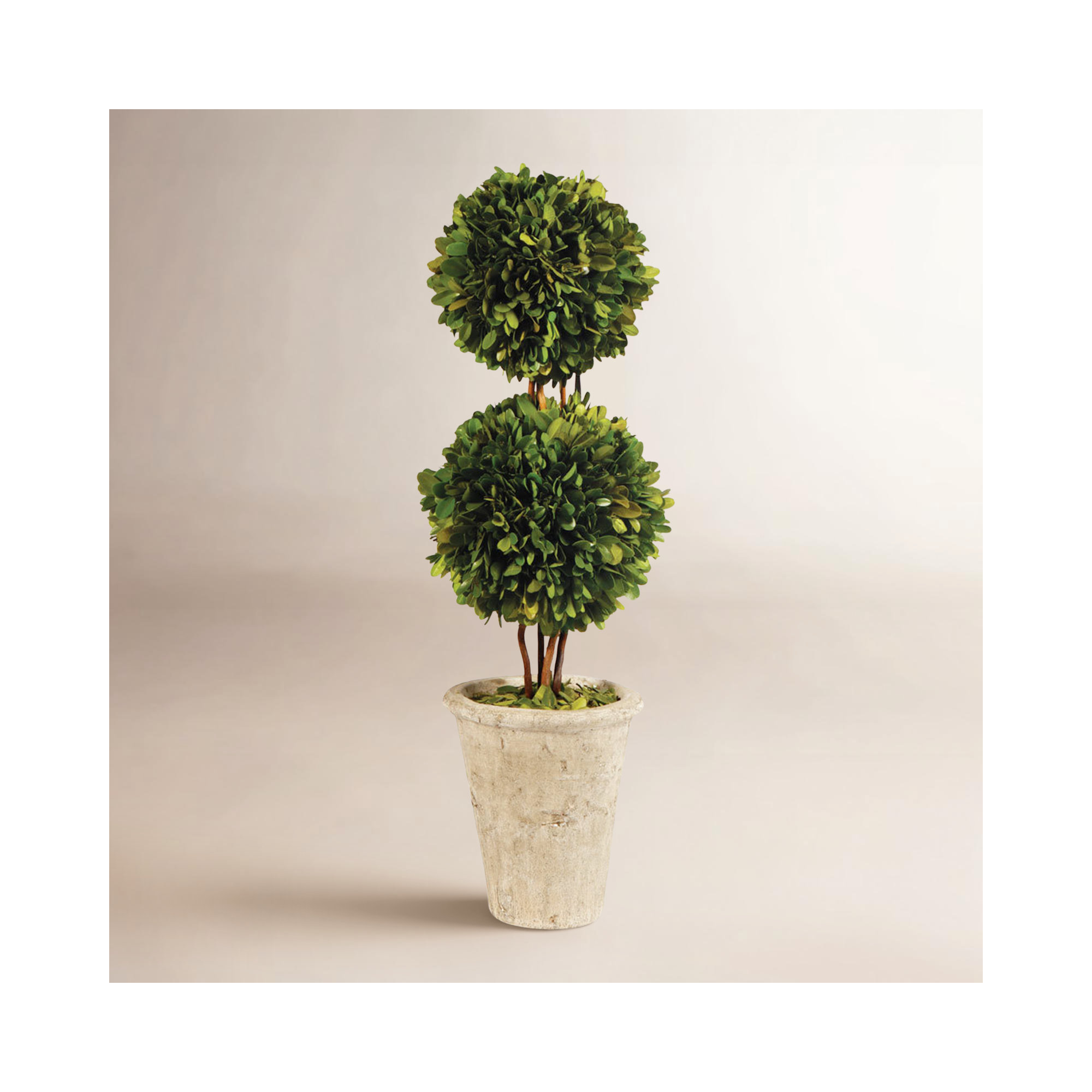Alby Preserved Boxwood Topiary in Pot,  20" H x 6" W x 6" D