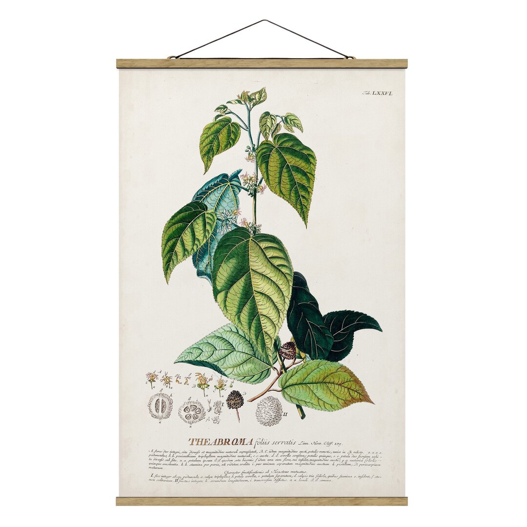 Stoffbild Vintage Botany Illustration Cocoa