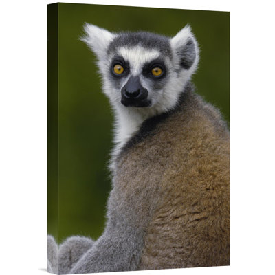 " Ring-Tailed Lemur Portrait "