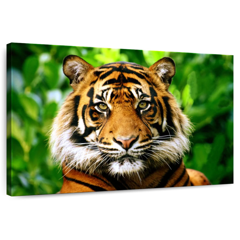 Sumatran Tiger Gaze, 8" H x 12" W