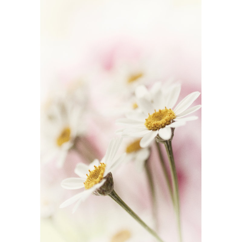 Flowers Aglow III by Judy Stalus - Wrapped Canvas Painting, 76cm H x 51cm W x 3.8cm D