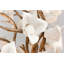 Lily 6 Light Chandelier