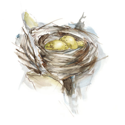 Étude de nid d'oiseau III