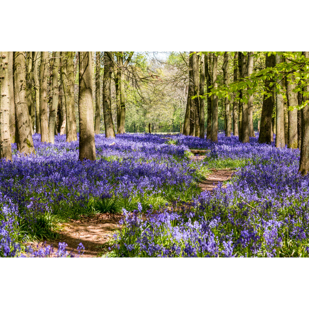 Avenue Through The Bluebells - Kunstdrucke auf Leinwand