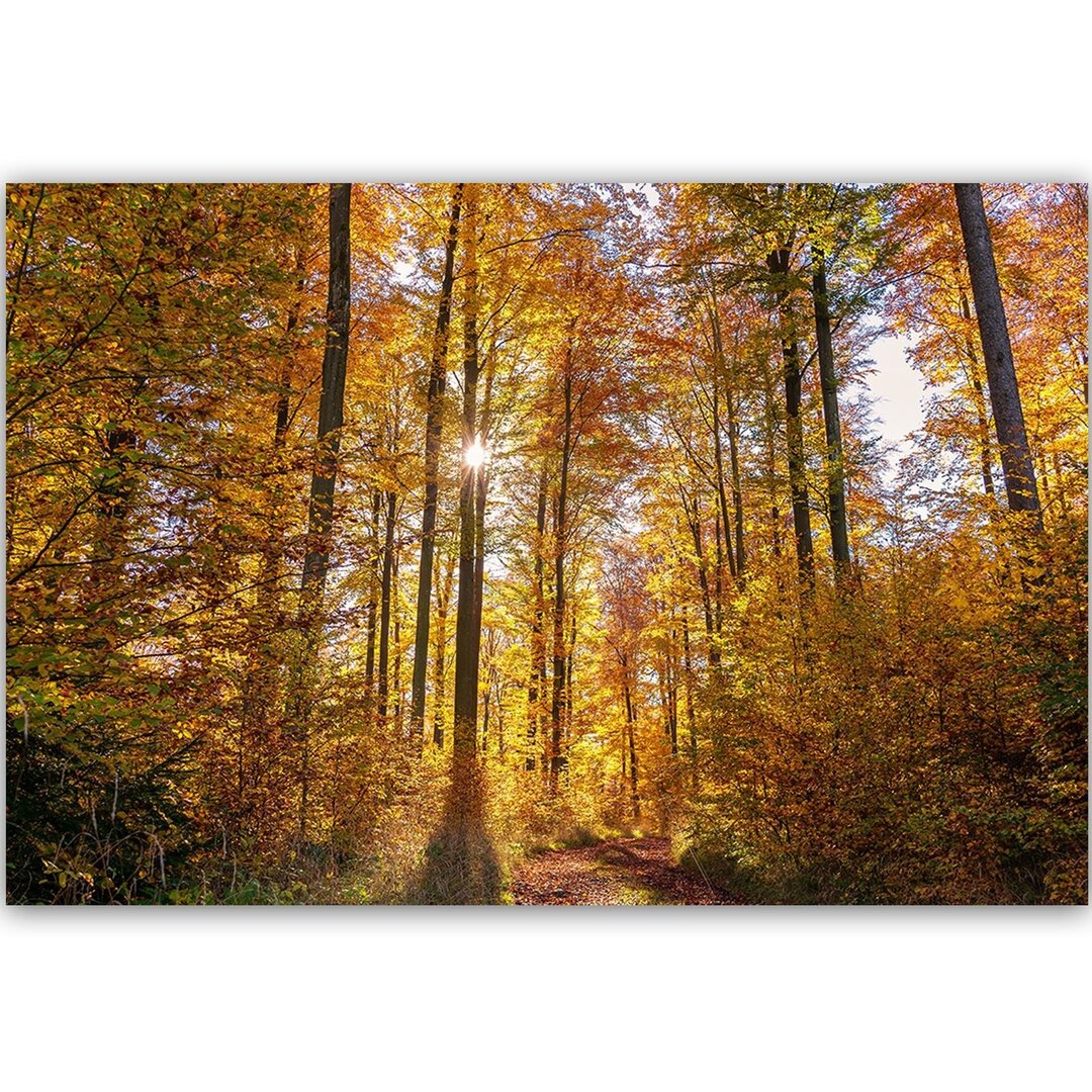 Leinwandbild Die Sonnenstrahlen im Wald