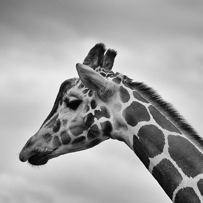 High Contrast Giraffe Profile - Wrapped Canvas Print, 122cm H x 122cm W x 3.8cm D