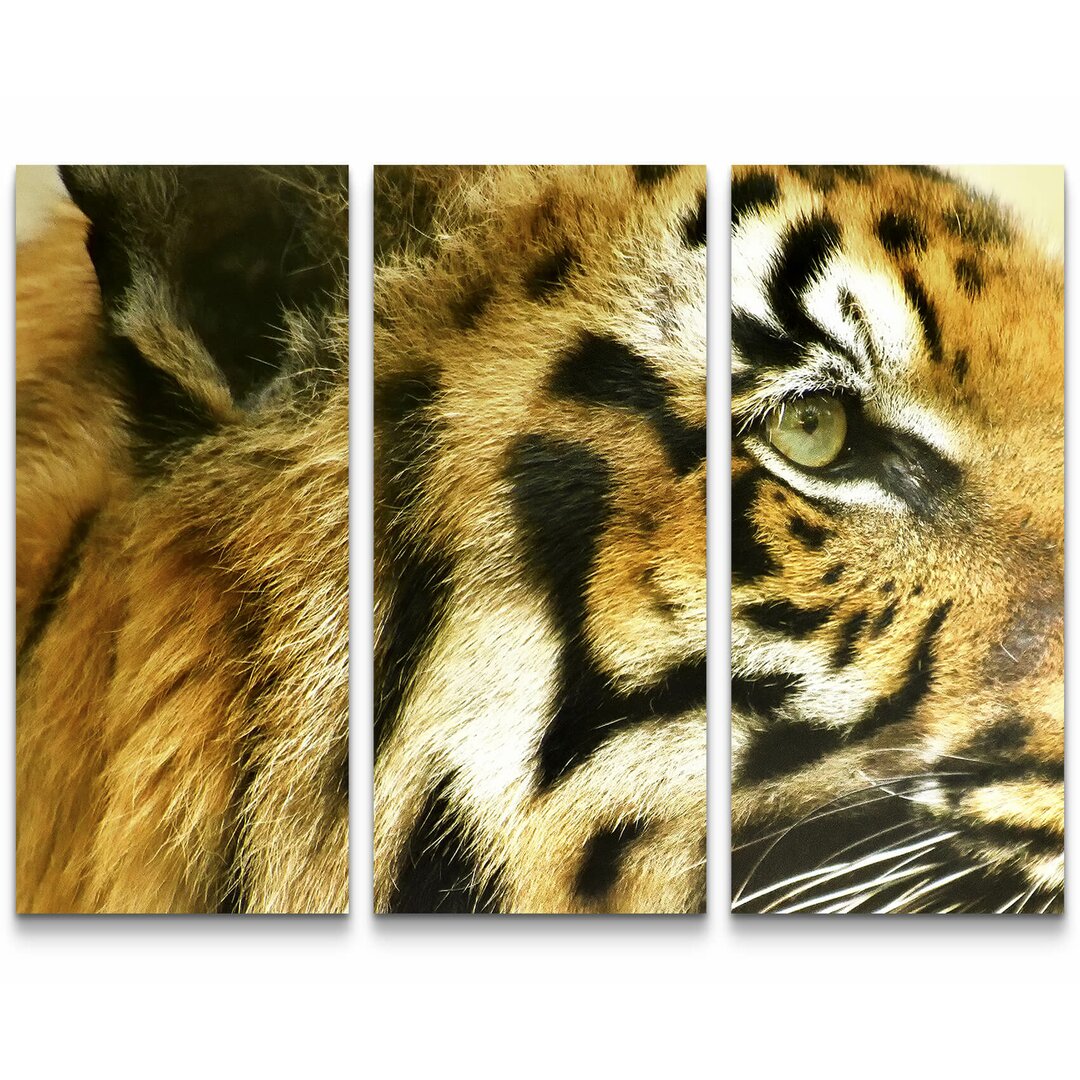 3-tlg. Leinwandbilder-Set Tiger - Portrait