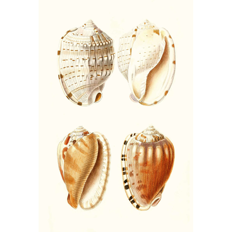 Lamarck Shells VII, H 18 po x l 12 po x P 1,25 po