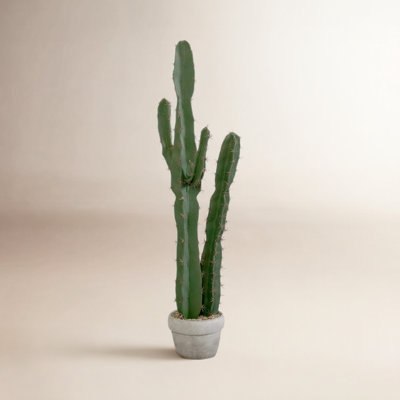36" Succulent in Pot