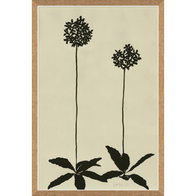 Allium Giclee Print by Susan Hable