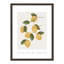 Amalfi Lemons - cadre photo, impression-66318804-66318811