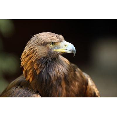 " Golden Eagle " by Scooperdigital