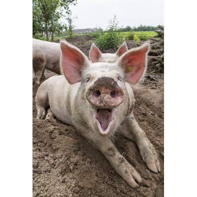 Laughing Pig On Farm by JHJR - Wrapped Canvas Print